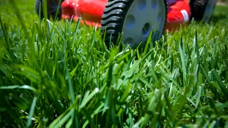 servicio de jardineria profesional cesped